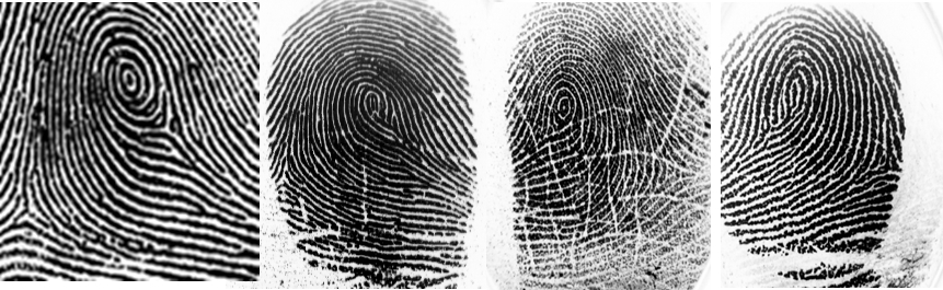 PE (Peacock’s Eye) fingerprint