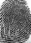 ลายนิ้วแบบลายโค้ง(Arch) AL fingerprint