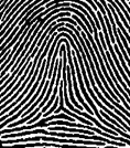 ลายนิ้วแบบลายโค้ง(Arch) TA fingerprint