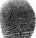 ลายนิ้วมัดหวายคู่  DL fingerprint