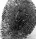 ลายนิ้วมัดหวายคู่  IDL fingerprint