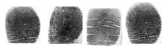 DL- double loop fingerprint