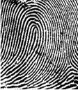 ลายนิ้วมัดหวายแท้ Ul fingerprint