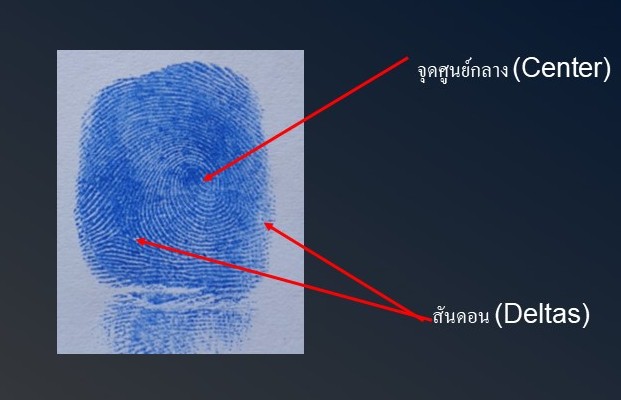 ลายนิ้วสมบูรณ์ 1